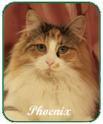 Phoenix von den Masuren