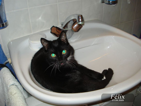 FELIX
