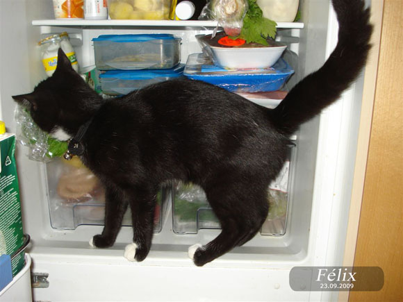 FELIX