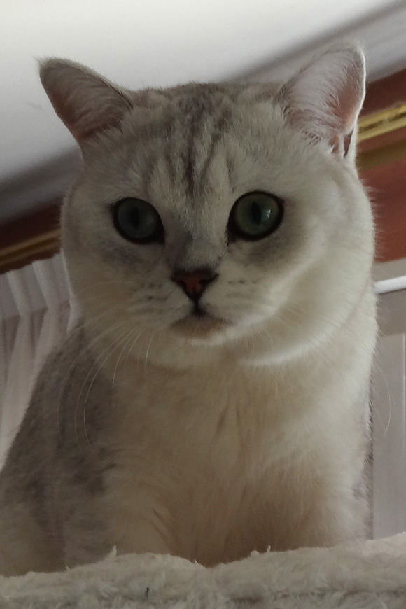 JACK