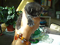 View pic