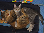 Maxima et Lord Lingoer... Ah c'est beau l'amour !