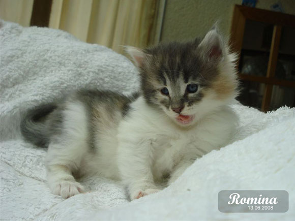 Romina