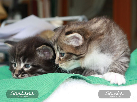 Cliquer sur la photo pour aller à la page CHATONS
