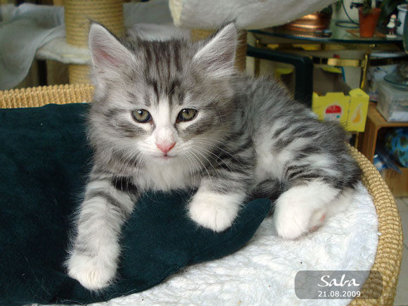 SABA