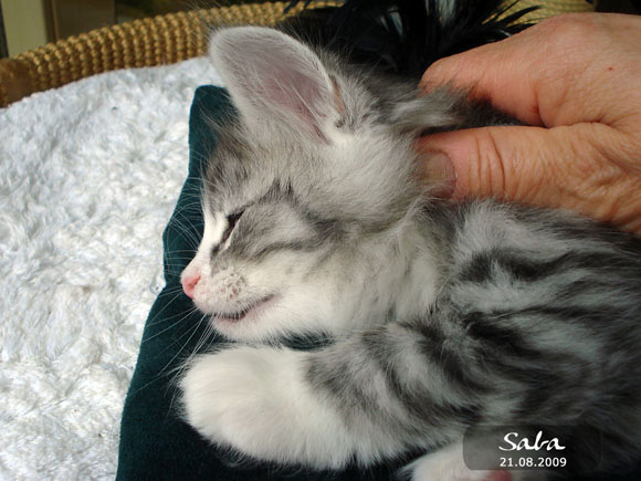 SABA