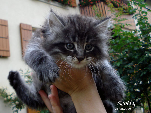 SCOTTY