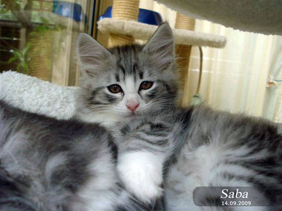 SABA
