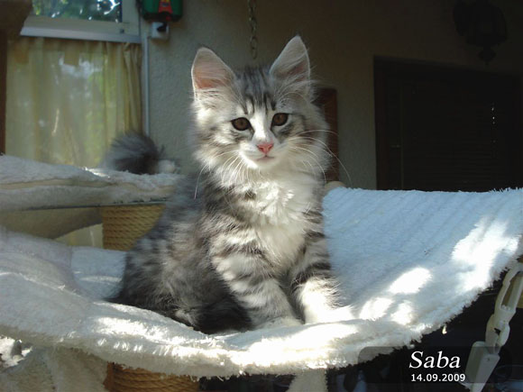 SABA