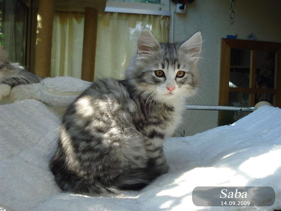 SABA