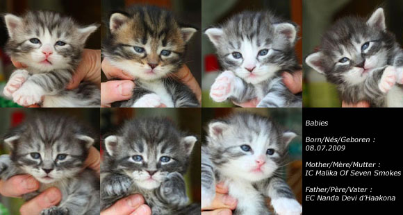 Chatons