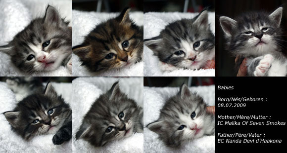 Chatons du 8 Juillet 2009