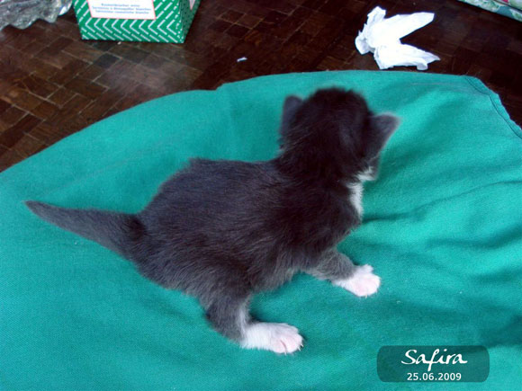 SAFIRA
