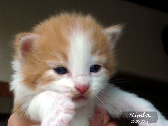 SIMBA