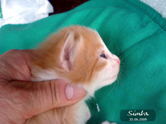 SIMBA