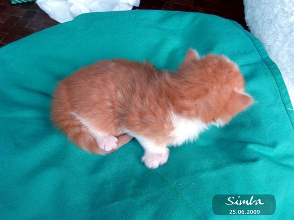 SIMBA