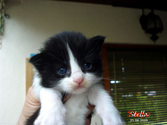STELLA