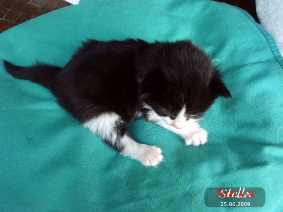 STELLA