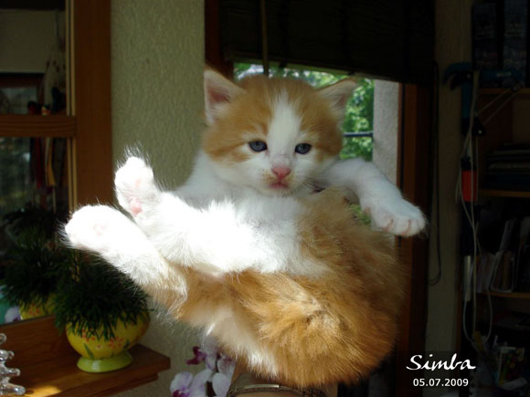 SIMBA