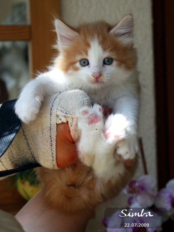SIMBA