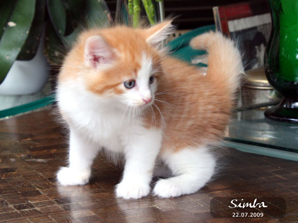 SIMBA