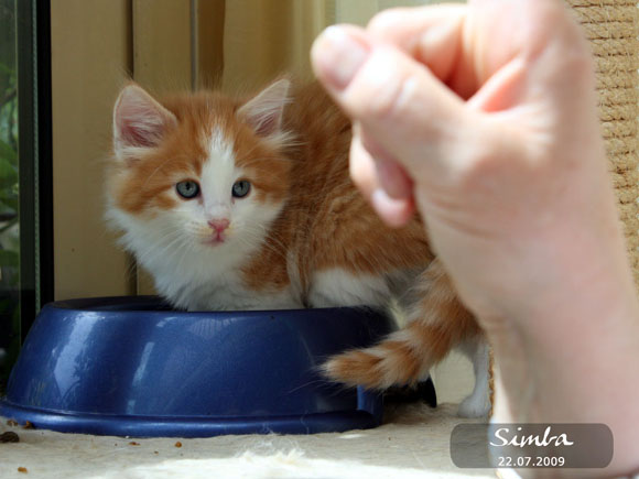 SIMBA