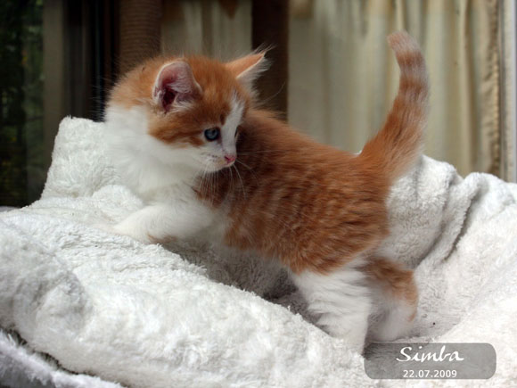 SIMBA