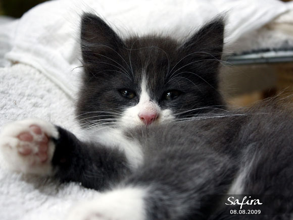 SAFIRA