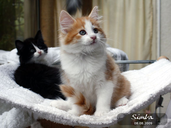SIMBA