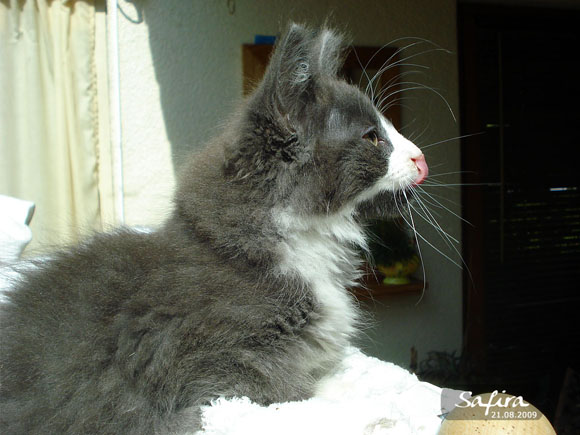 SAFIRA