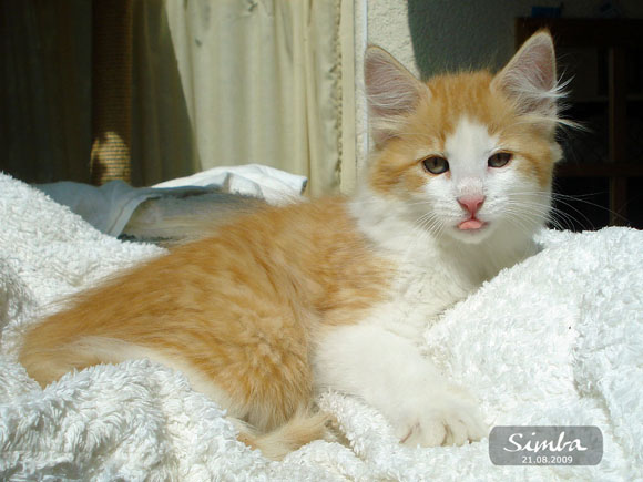 SIMBA