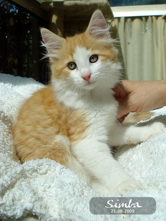 SIMBA