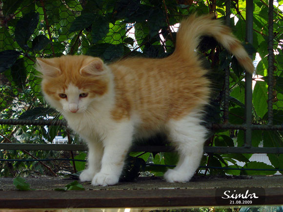 SIMBA