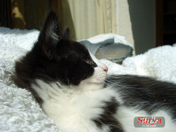 STELLA