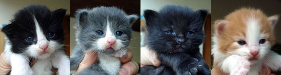 Chatons