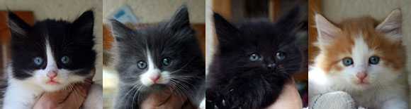 Chatons