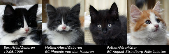 Chatons du 10 Juin 2009
