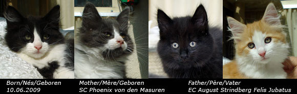 Chatons du 10 Juin 2009