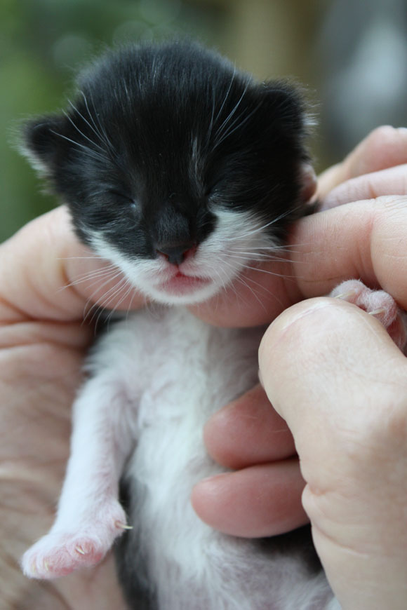 Voir la page chatons
