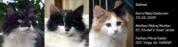 Chatons du 20 Mai 2009