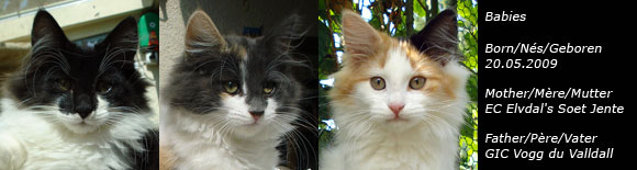 Chatons du 20 Mai 2009