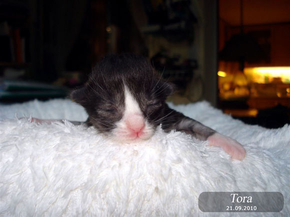 TORA