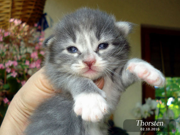 THORSTEN