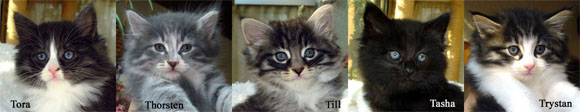 KITTEN