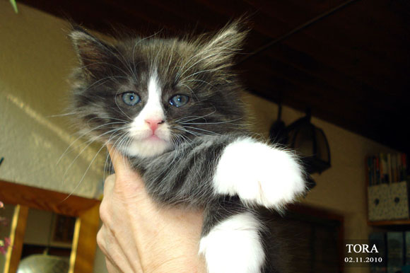 TORA