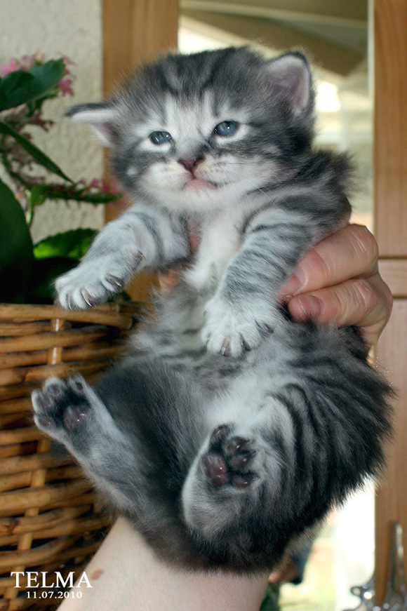 TELMA