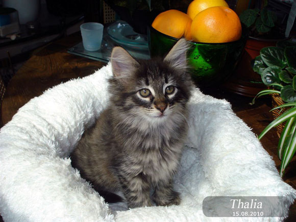 THALIA