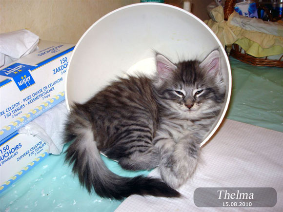THELMA
