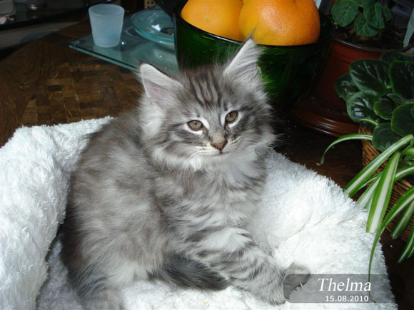 THELMA