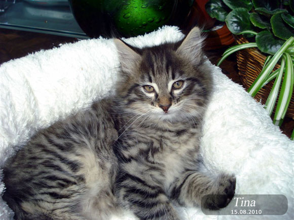 TINA